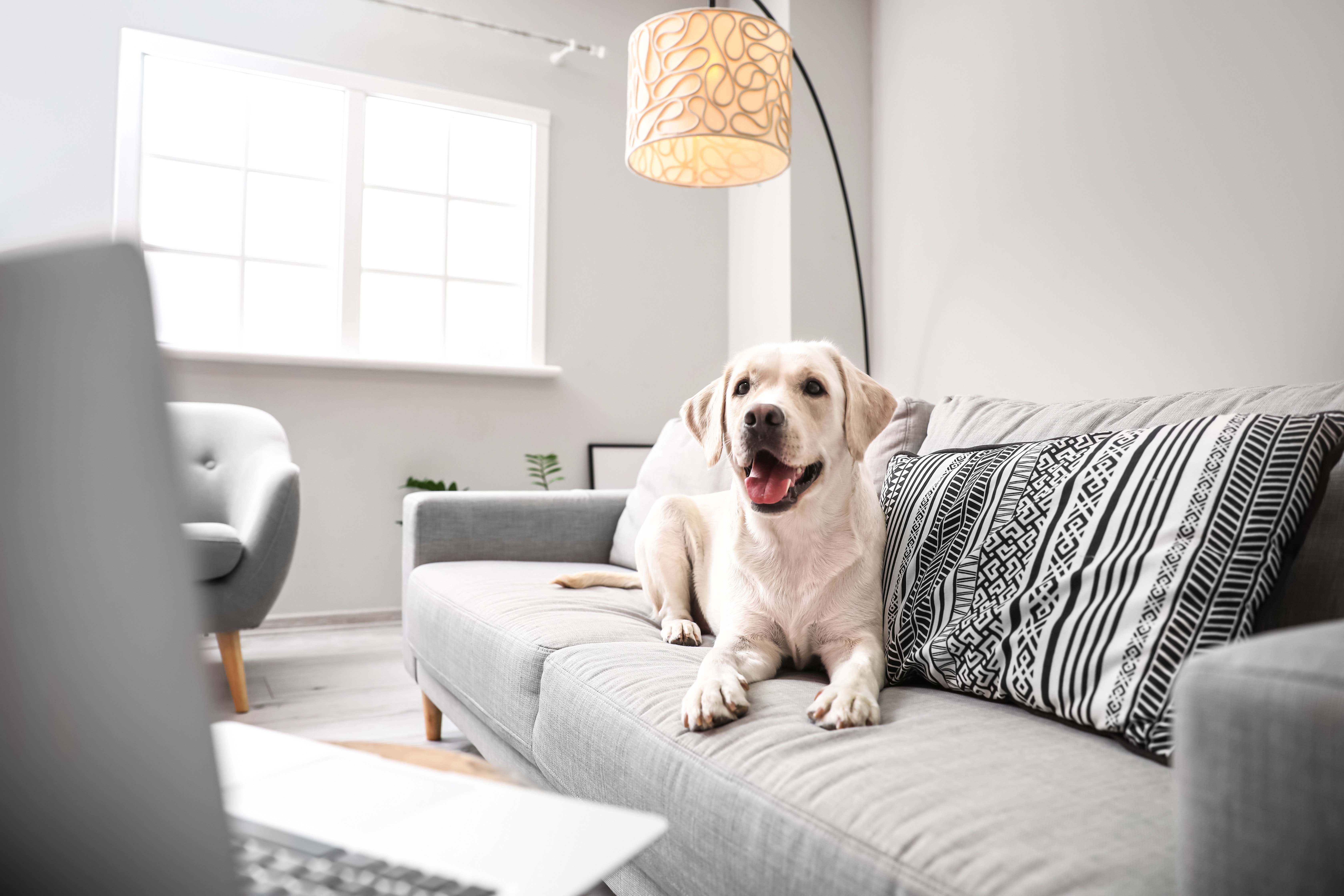 Living with Pets in Condos: What Every Owner and Board Needs to Know